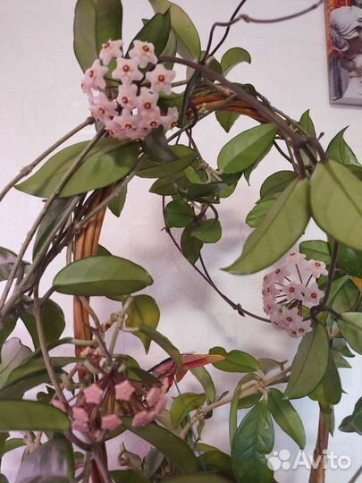 Огромная Хойя Карноза