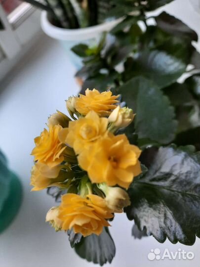 Комнатные цветы