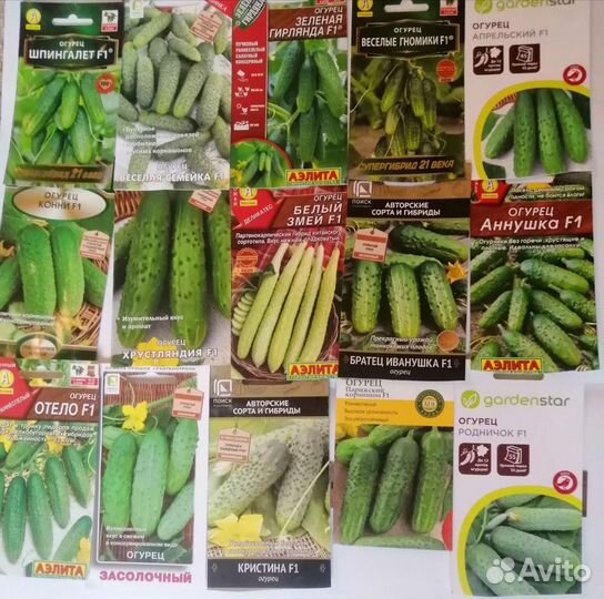 Продам рассаду огурцов, кабачков, тыкв и тд