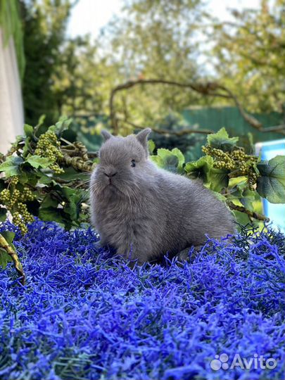 Царские Кролики