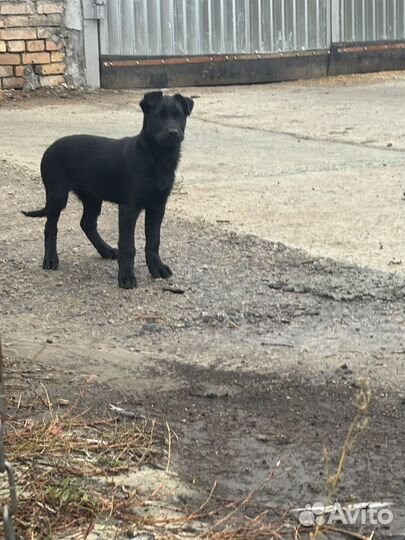 Отдам в добрые руки девченок