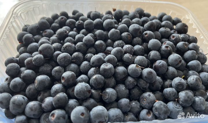 Черника свежая