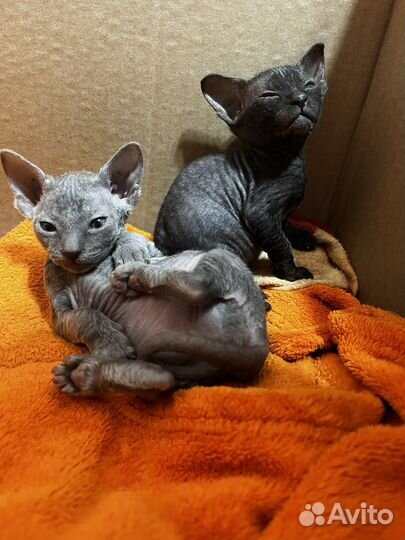 Донской сфинкс котята