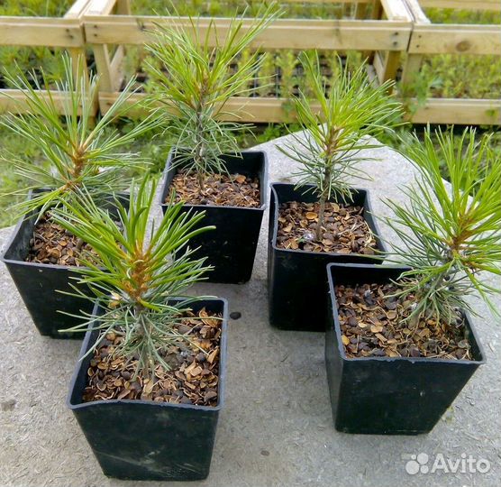 Саженцы сибирского кедра