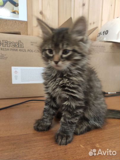 Котята в дар приучены к лотку