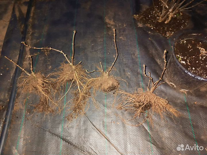 Гортензия Окс