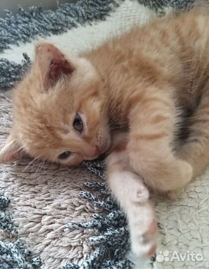 Котенок в добрые руки