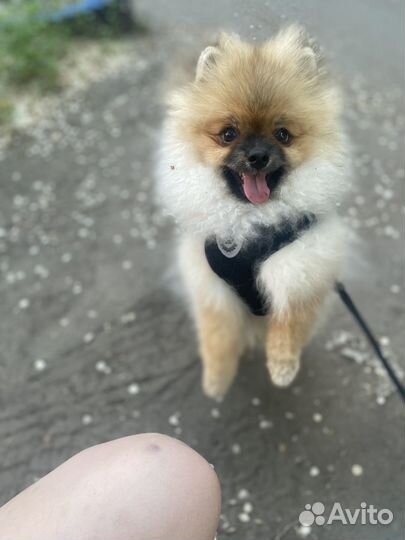 Немецкий шпиц