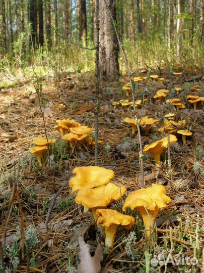 Продам лисичку