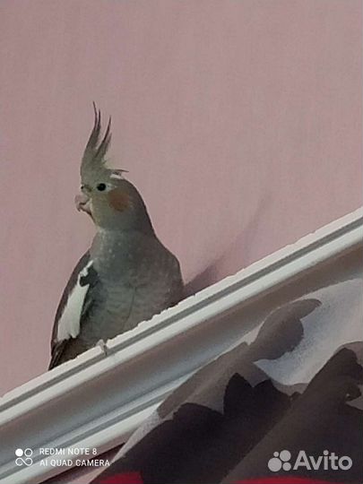 Корелла пара