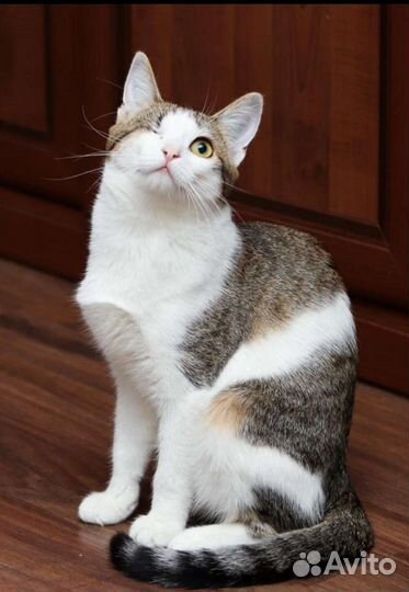 Кошечка 9 мес