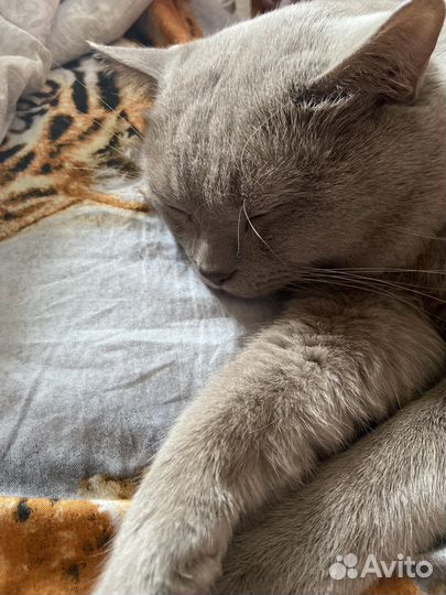 Отдам в добрые руки кота