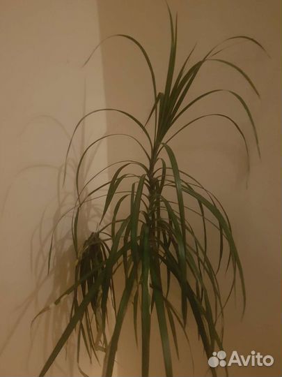 Пальма драцена большая от 1,9 м