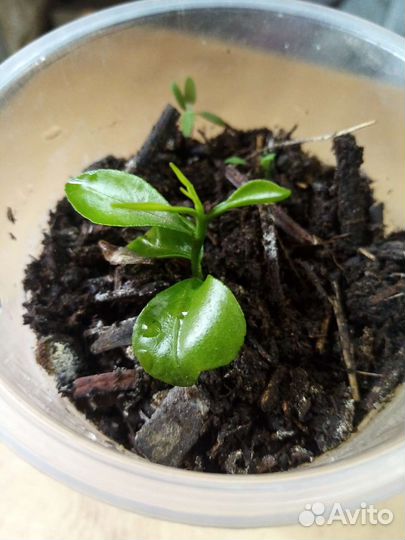 Мандарин, апельсин