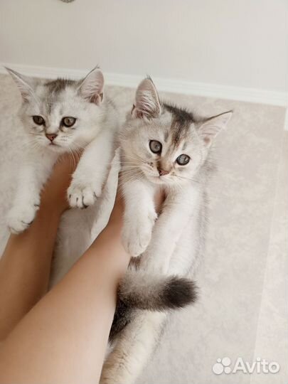 Шиншилята редких окрасов