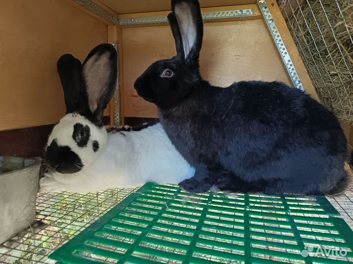 Немецкий пёстрый великан (строкач)