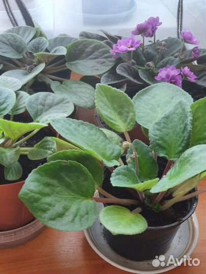 Фиалки цветущие в горшке