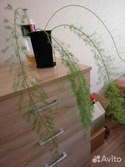 Большие цветы