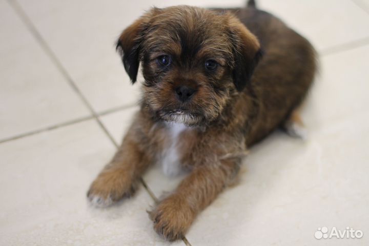 Щенки смесь