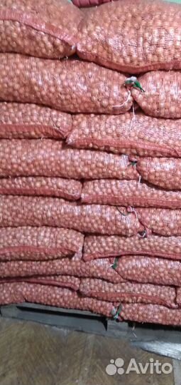 Продаю семена люцерны