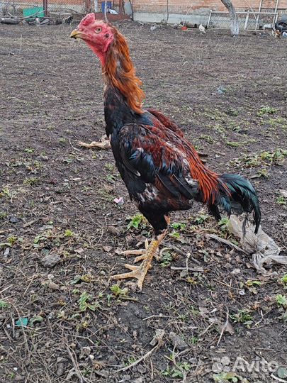 Бойцовые петухи и курицы
