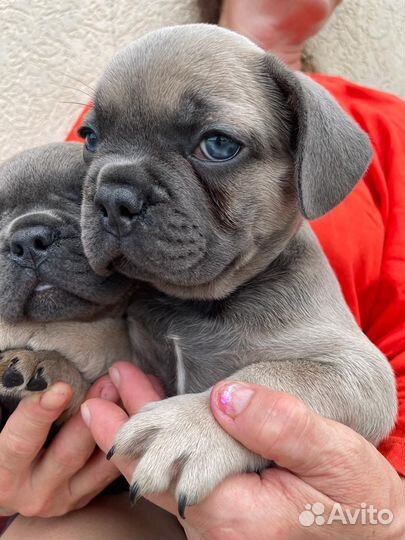 Французский бульдог