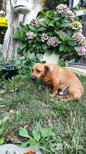 Собака в добрые руки