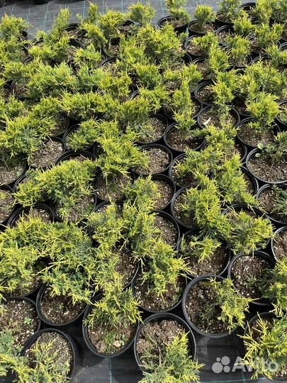 Можжевельник