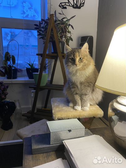 Кошка в добрые руки