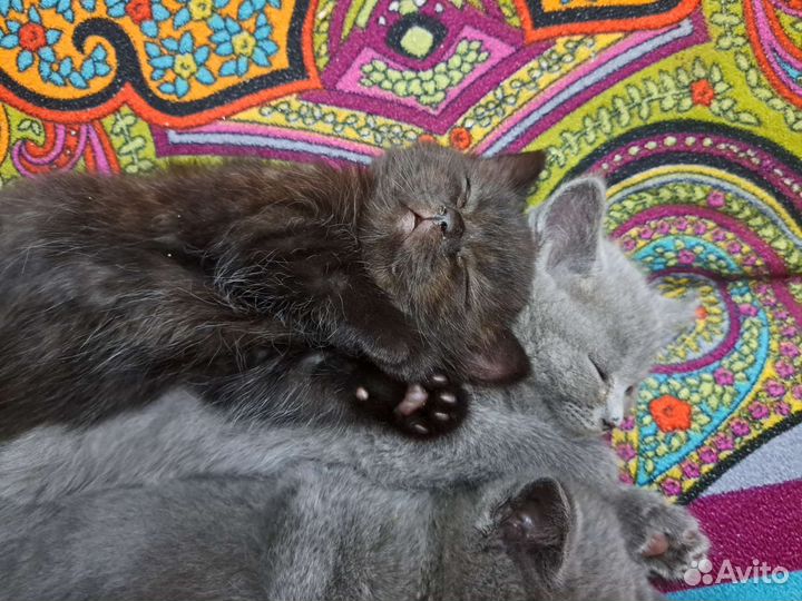 Котята от мамы-шотландки