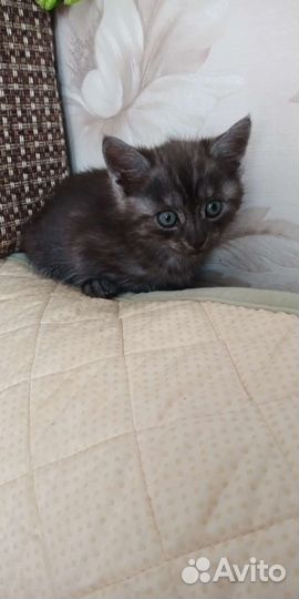 Котята