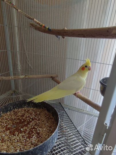 Птенцы корелла