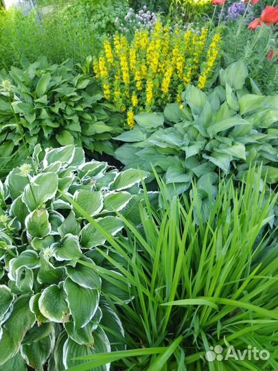 Хоста и другие многолетние растения