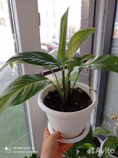 Спатифиллум (женское счастье)