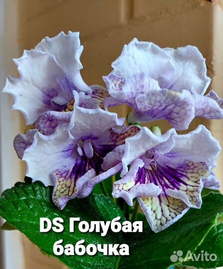 Стрептокарпус ч.5