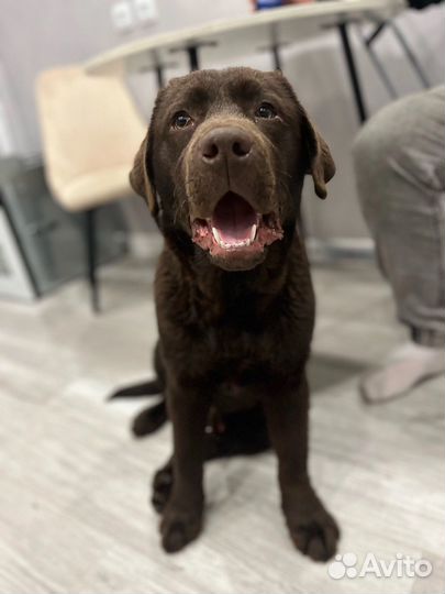 Шоколадный лабрадор