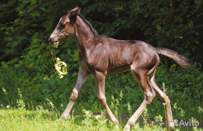 Жеребец орловский рысак
