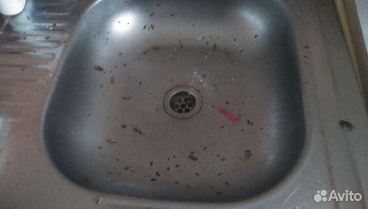 Уничтожение тараканов,клопов,мышей,плесени,запахов