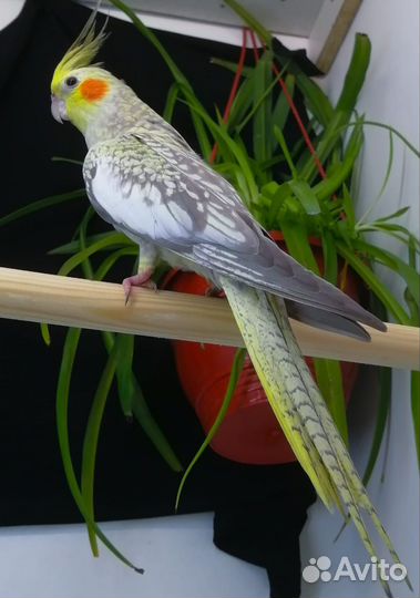 Корелла птенцы и подростки