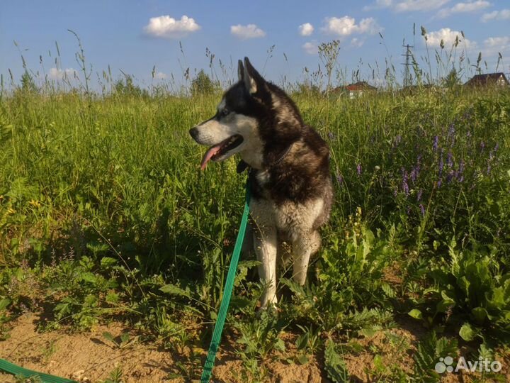 Девочка Хаски бесплатно сибирский хась