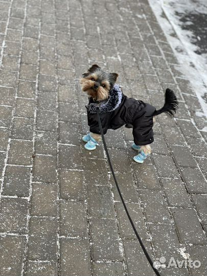 Йоркширский терьер вязка