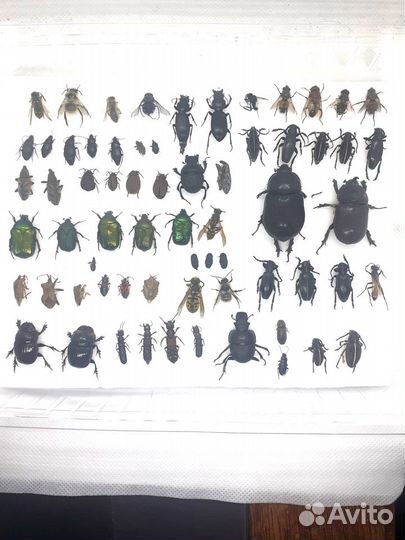 Сухие насекомые для пособий, коллекций, сувениров