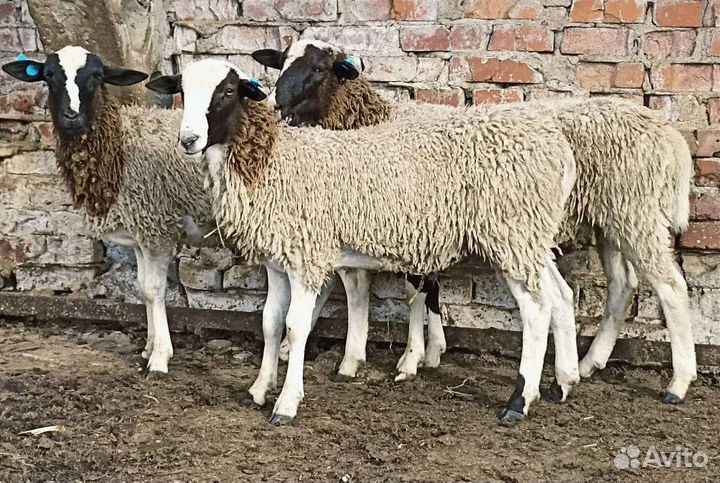 Дорпер и бурские