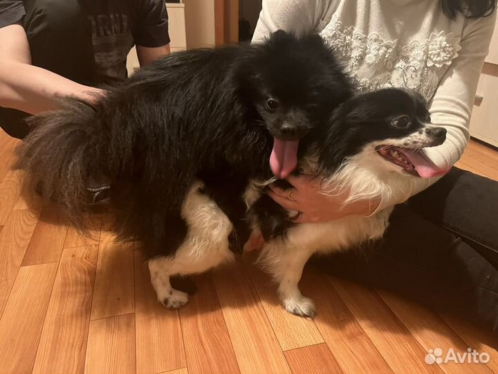 Померанский шпиц. Кобель. Вязка