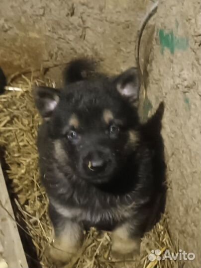 Продаются щенки немецкой овчарки