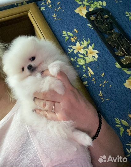 Маленькие солнышки