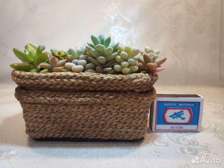 Композиция из суккулентов