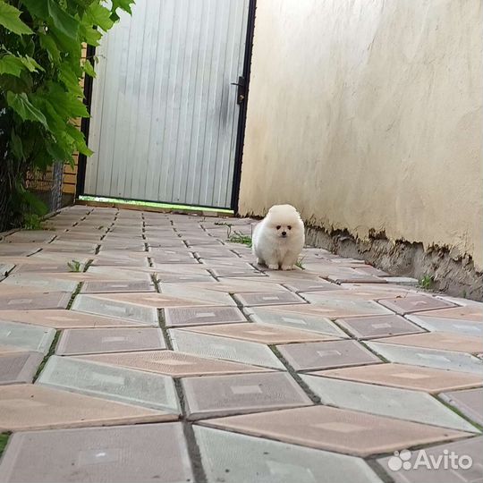 Померанский шпиц девочки