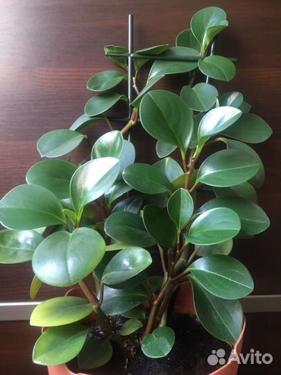 Комнатные растения цветы