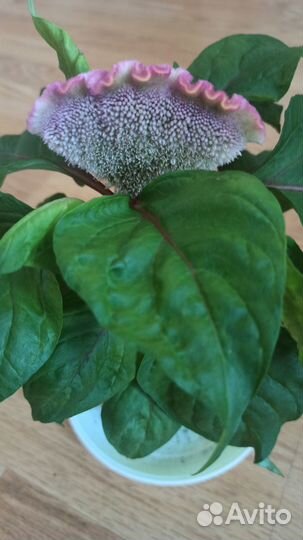 Целлозия розовая